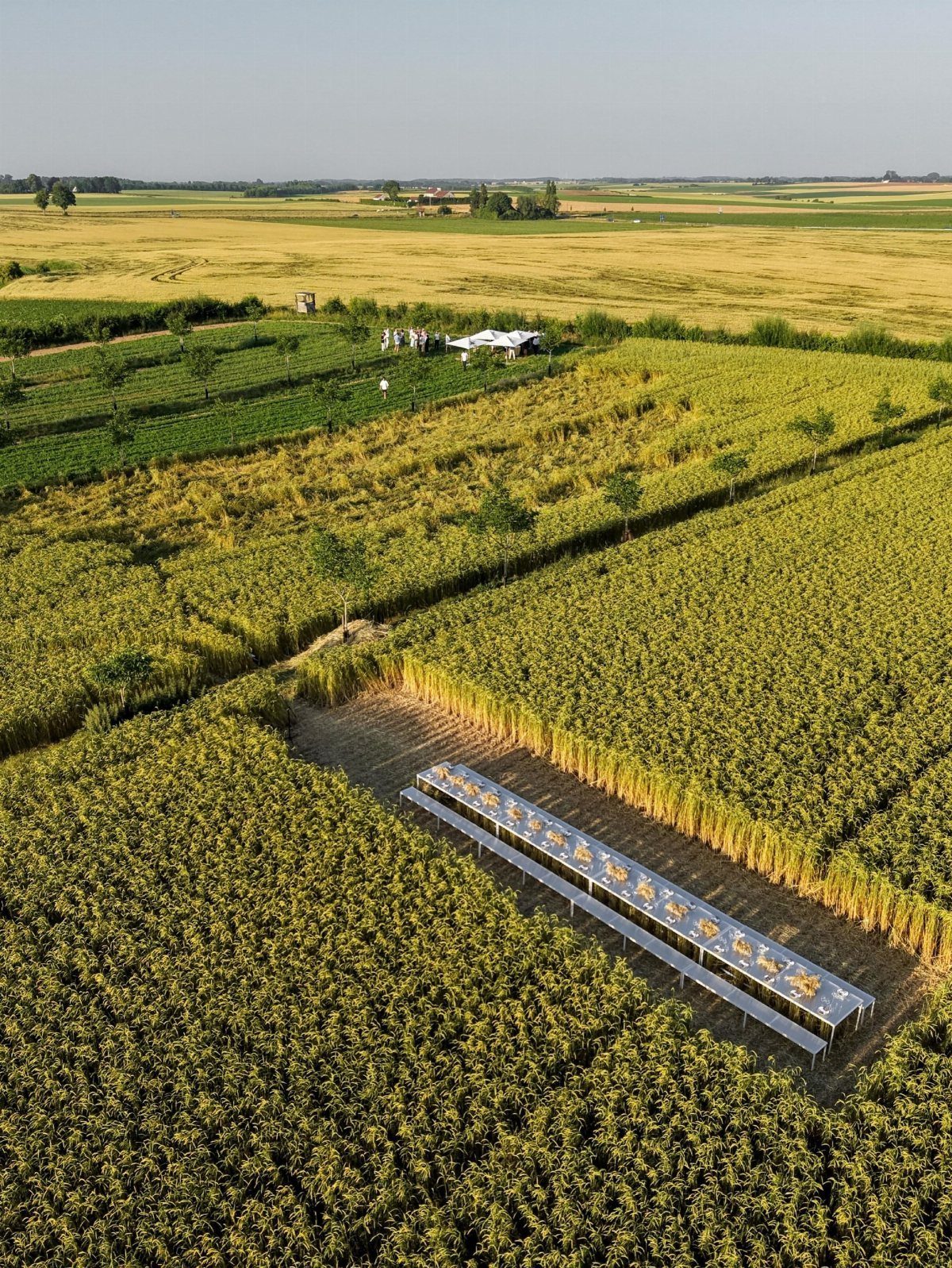 Long dining table set for a meal inside a golden cornfield aerial view